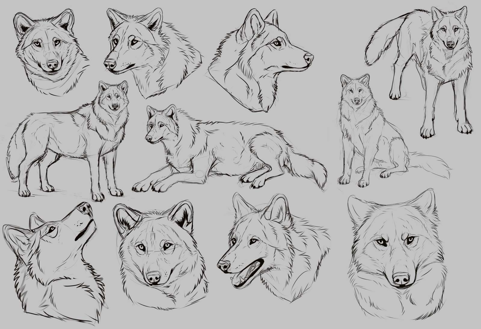 wolf drawing reference and sketches for artists wolf drawing reference and sketches for