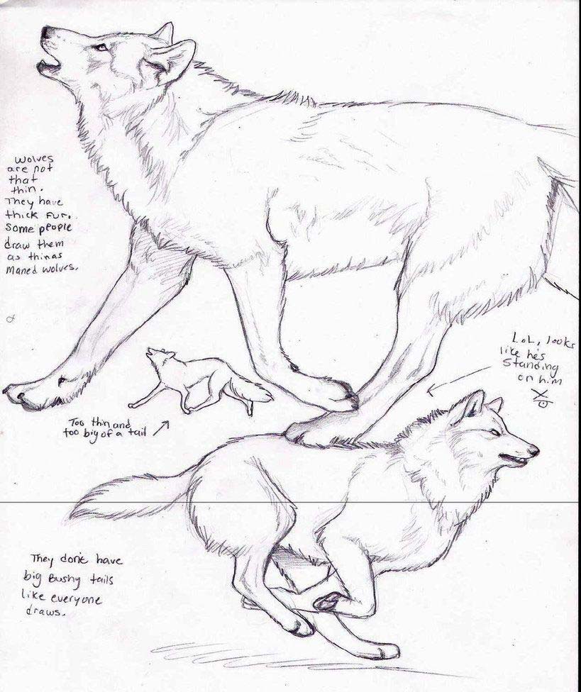 Wolf Drawing Reference and Sketches for Artists