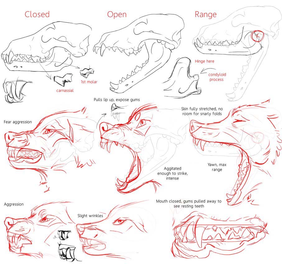 Wolf Drawing Reference and Sketches for Artists