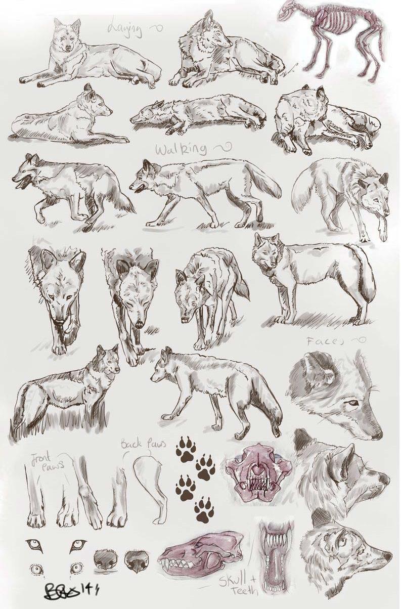 Wolf Drawing Reference and Sketches for Artists