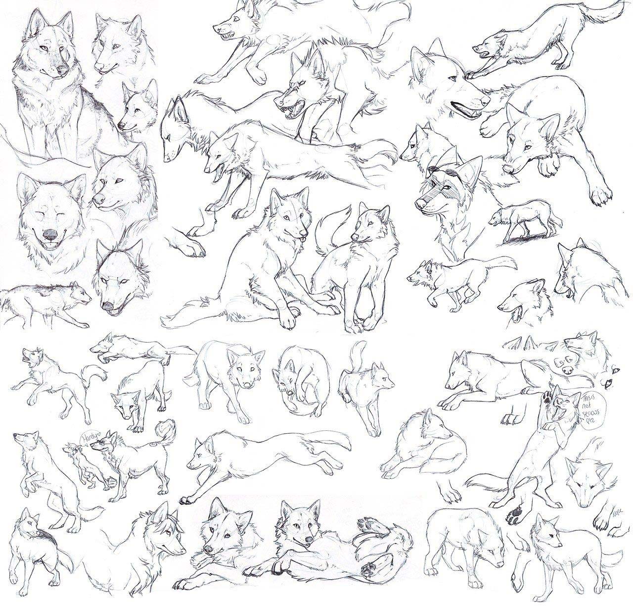 Wolf Drawing Reference and Sketches for Artists