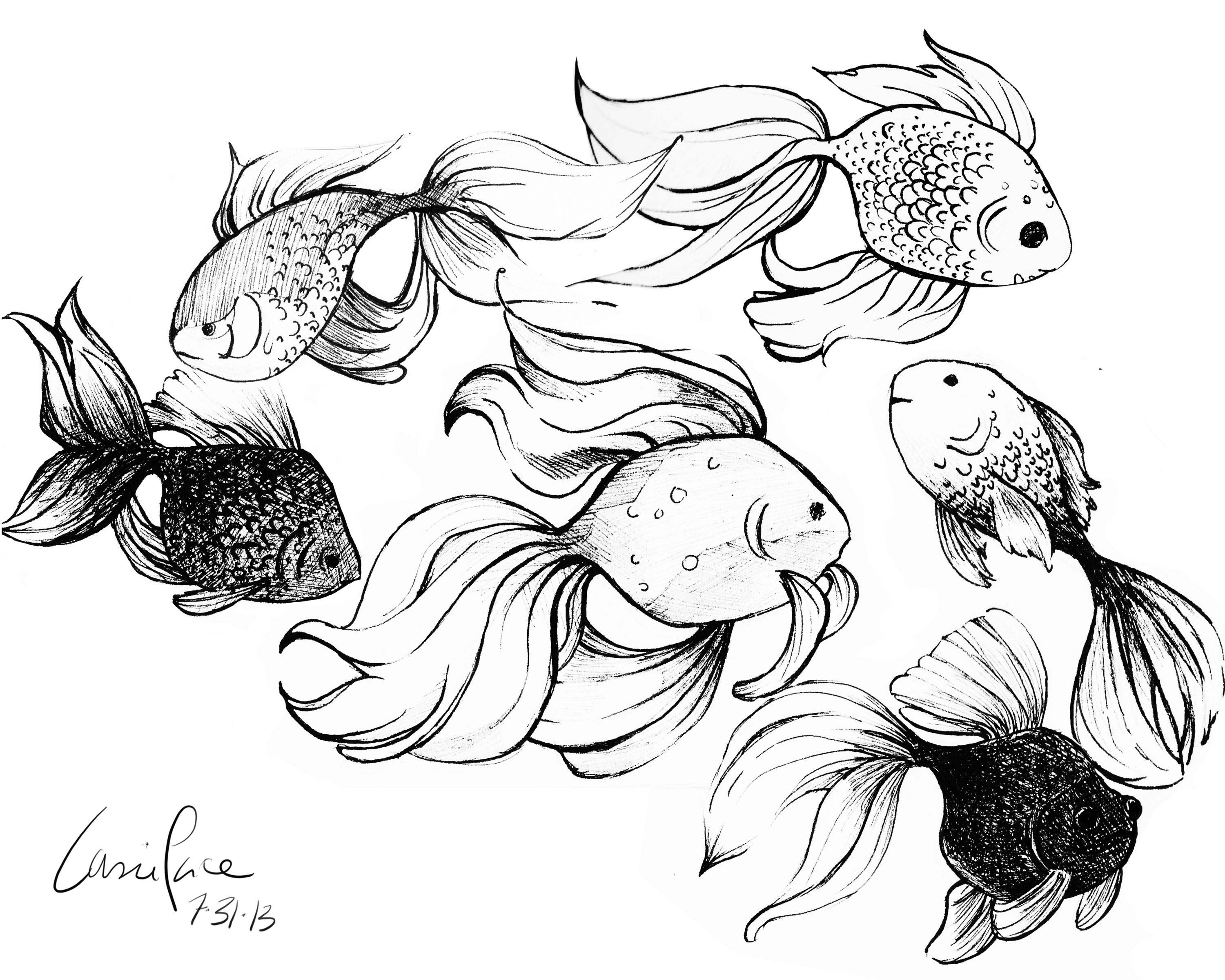 Goldfish Drawing Reference and Sketches for Artists