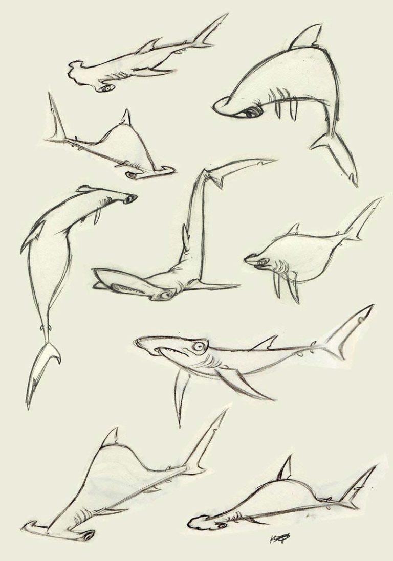 Hammerhead shark Drawing Reference and Sketches for Artists