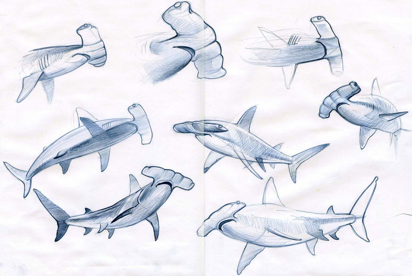 Hammerhead shark drawing reference