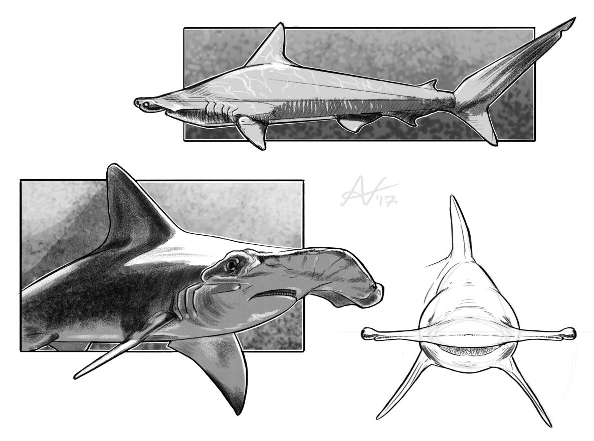 Hammerhead shark drawing reference