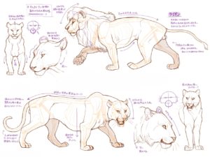 Lion Drawing Reference and Sketches for Artists