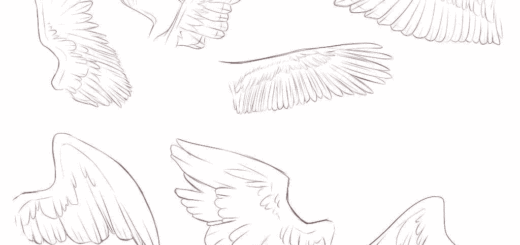 bird wing drawing reference