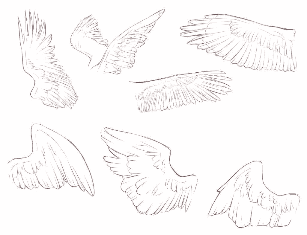 Wing Pose Reference Drawing