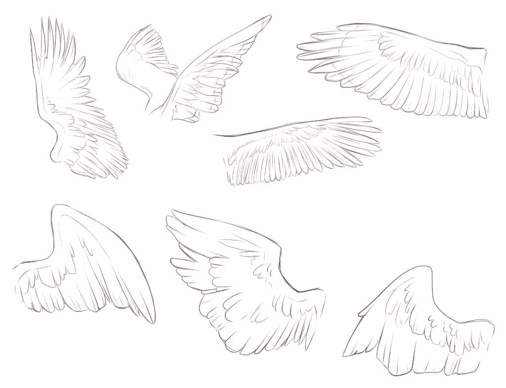 Bird Wings Drawing Reference