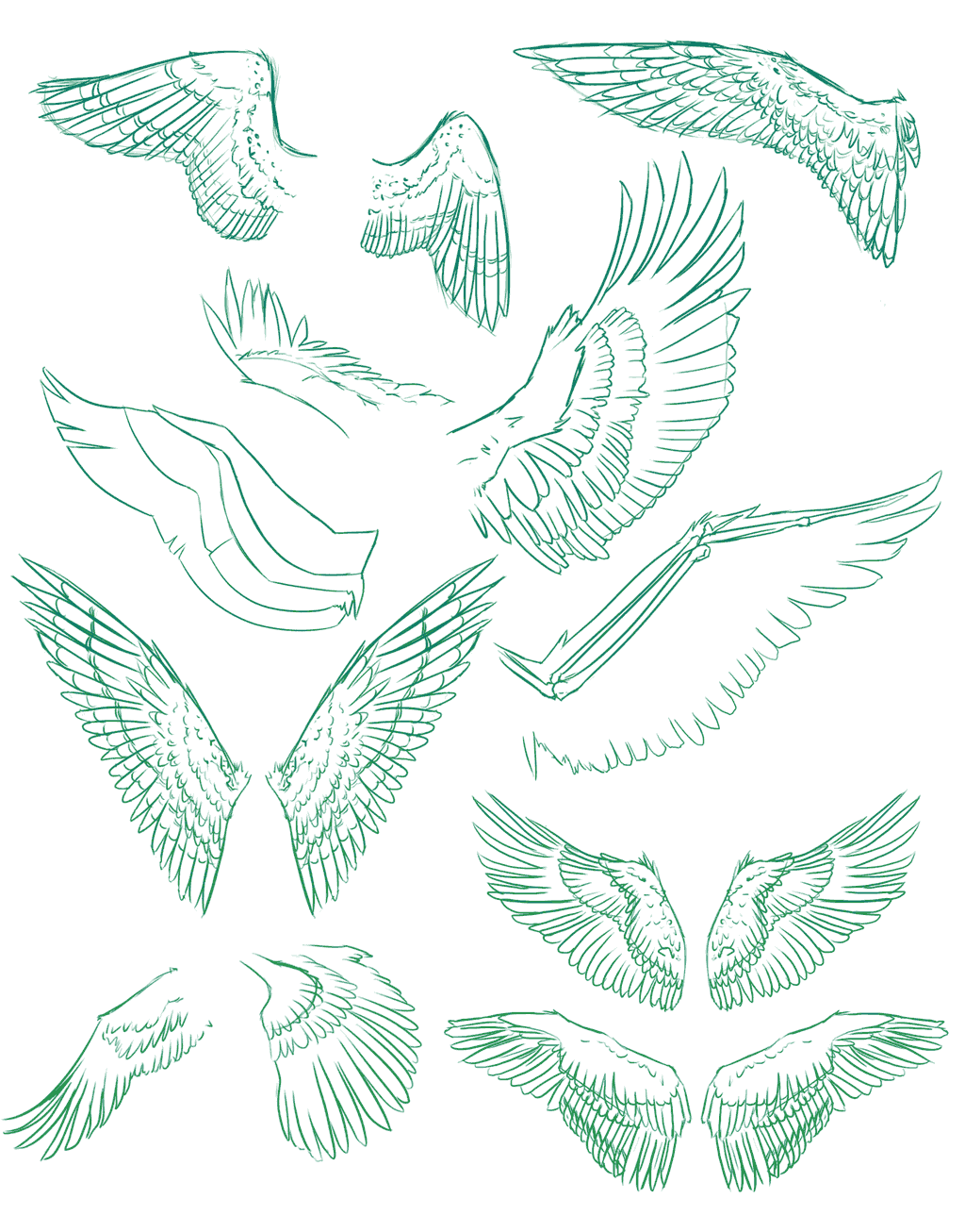 Birds Wing Drawing Reference and Sketches for Artists