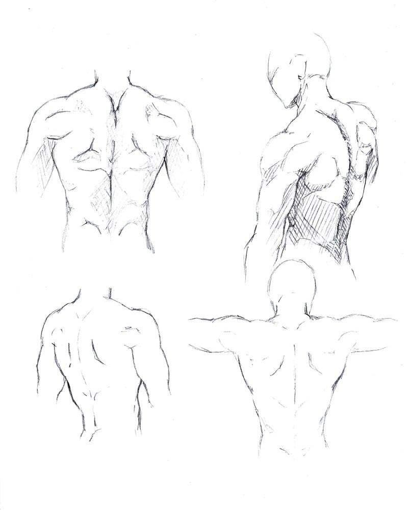 Male back torso Drawing Reference and Sketches for Artists