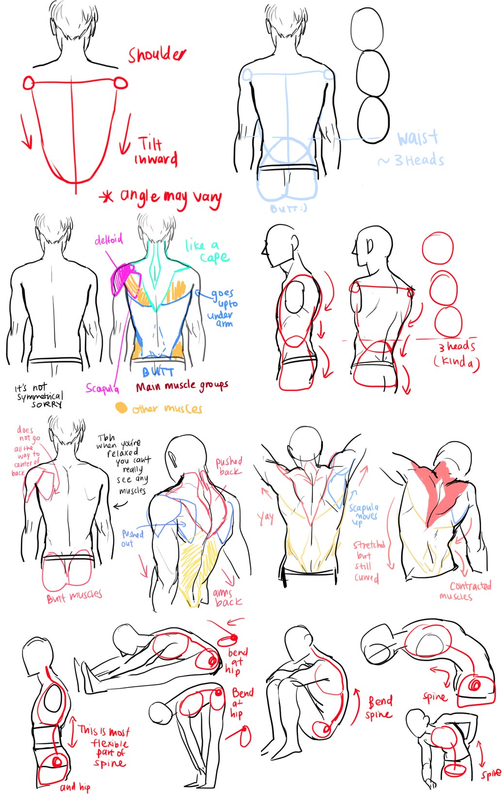 Male Anatomy Reference Drawing 64 Trendy Drawing Body Vrogue Co   Male Back Torso3 