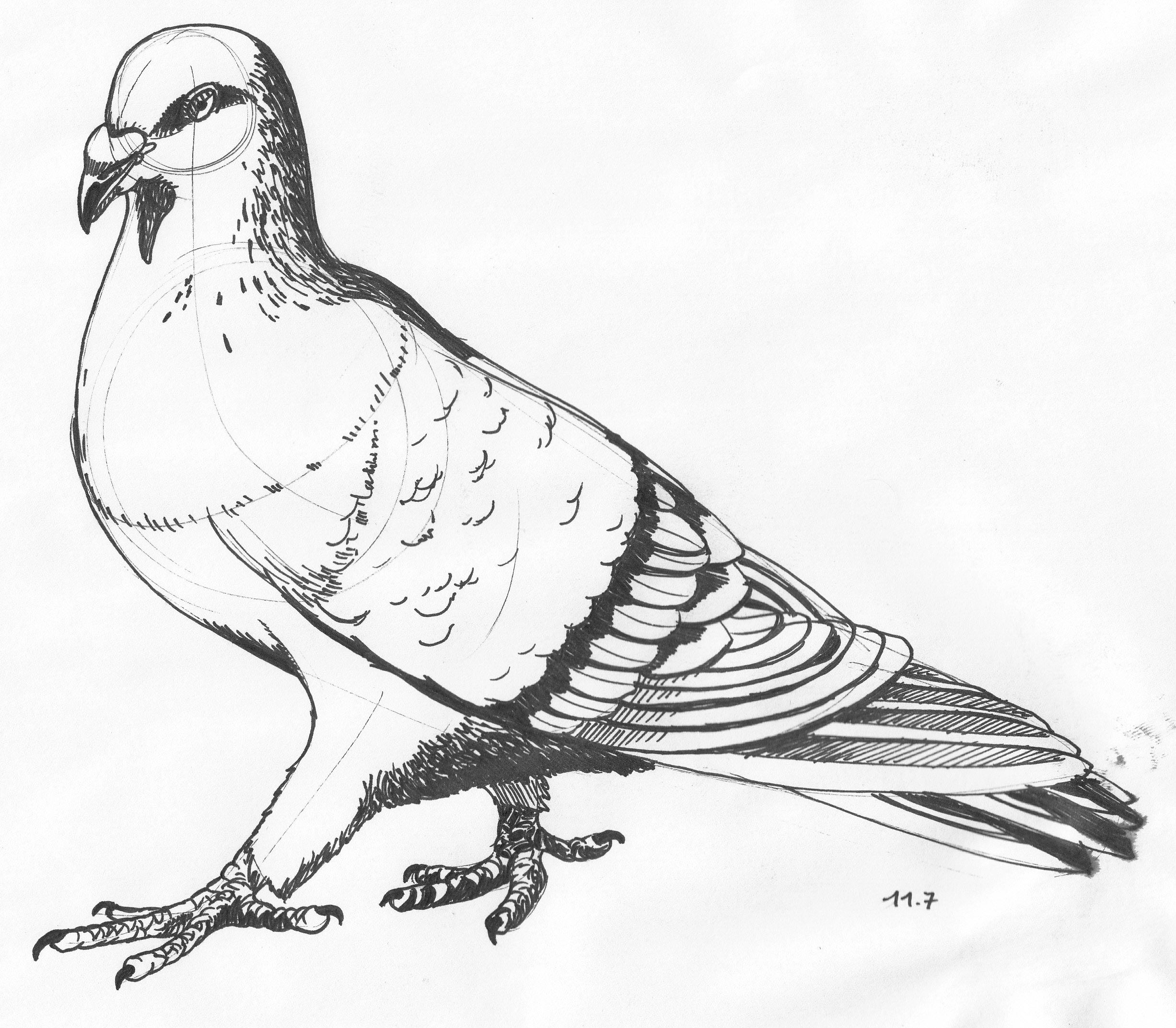 Pigeon Drawing & Sketches For Kids - Kids Art & Craft
