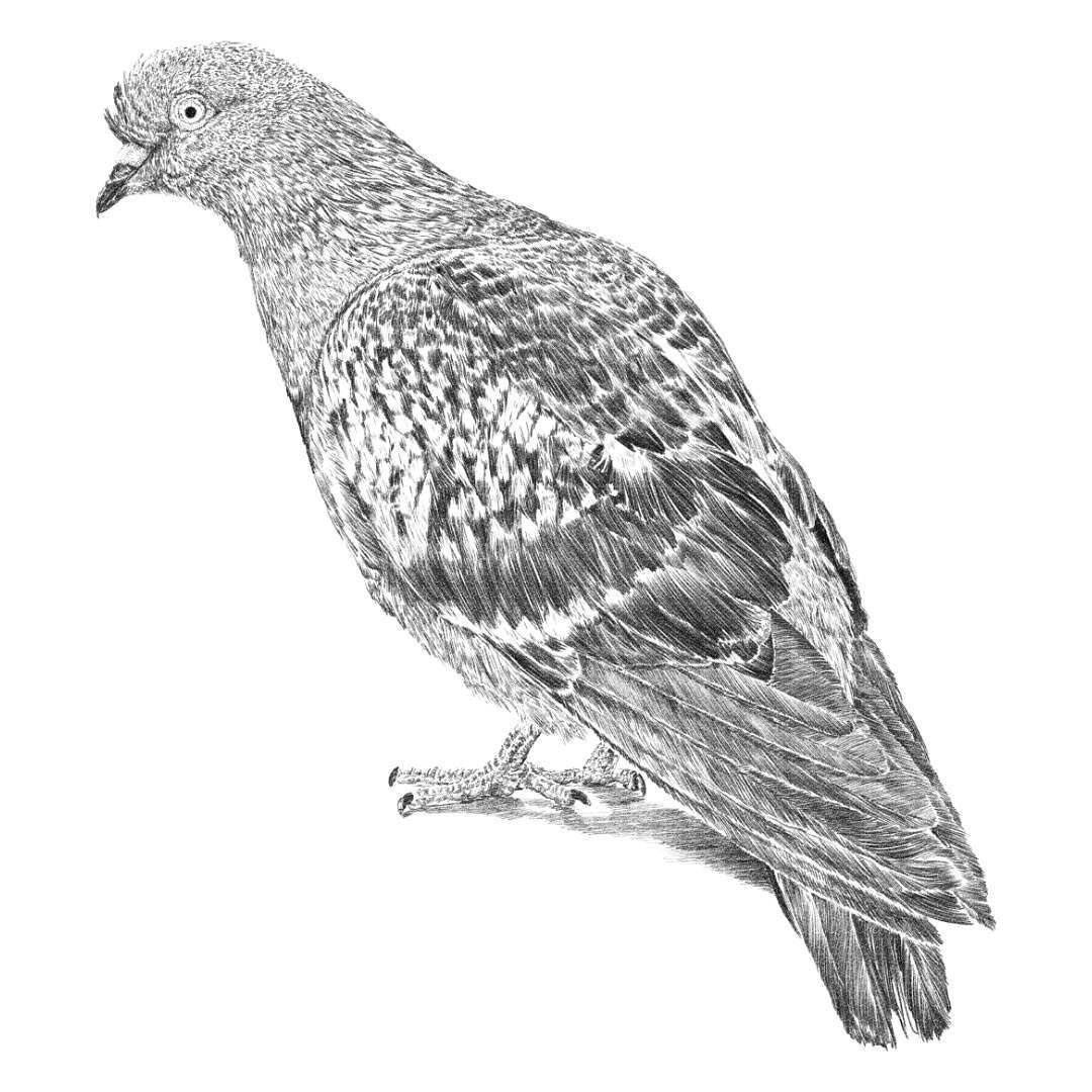 Pigeon Drawing Reference and Sketches for Artists