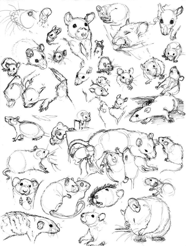 Rat Drawing Reference and Sketches for Artists