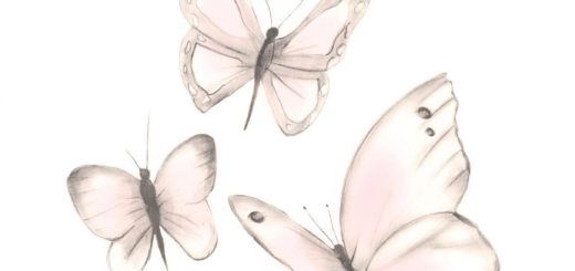 Butterfly drawing reference