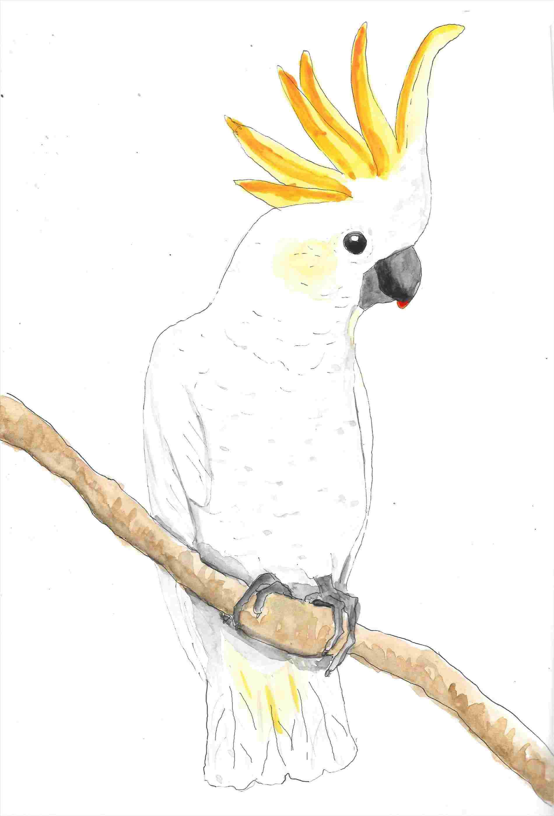 Simple Parrot Drawing Sketch with simple drawing