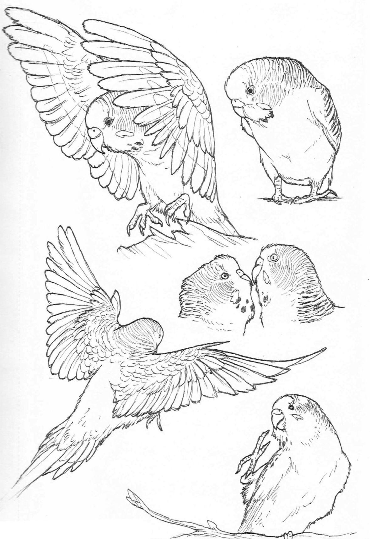 Parrot Drawing Reference and Sketches for Artists