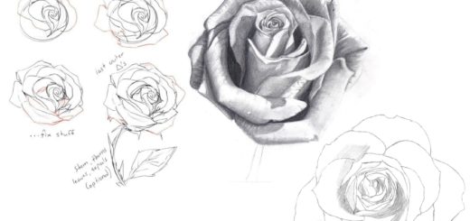 Rose drawing reference