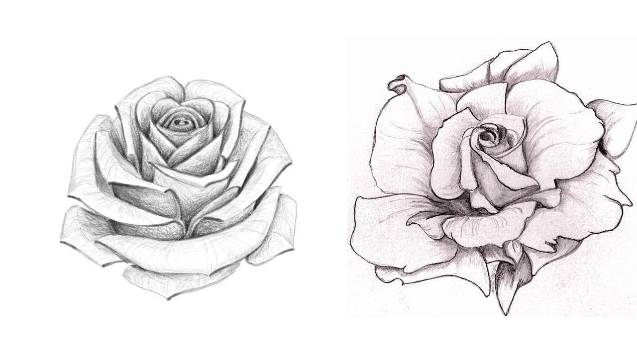 Rose Drawing Reference and Sketches for Artists.