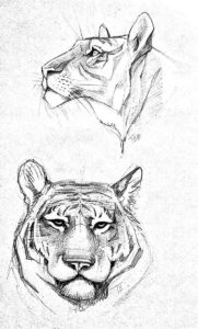 Tiger Drawing Reference and Sketches for Artists