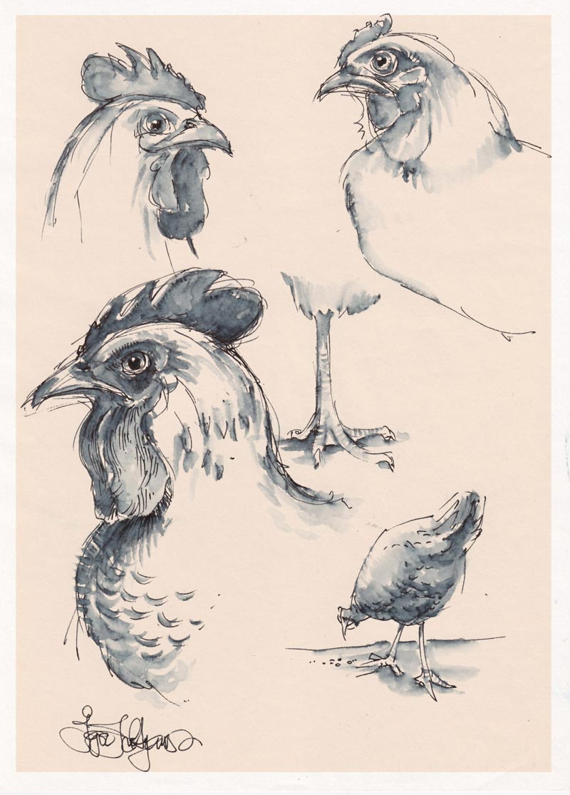 Chicken Drawing Reference and Sketches for Artists