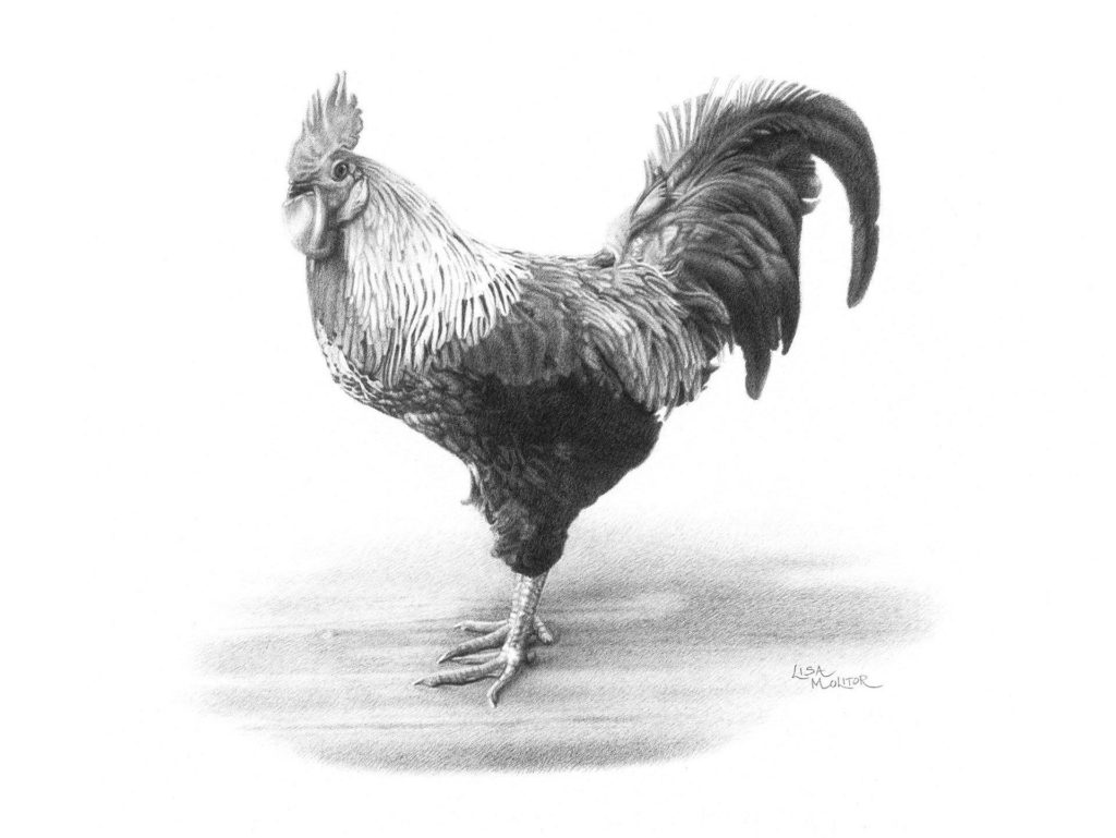  Chicken Drawing Reference and Sketches for Artists