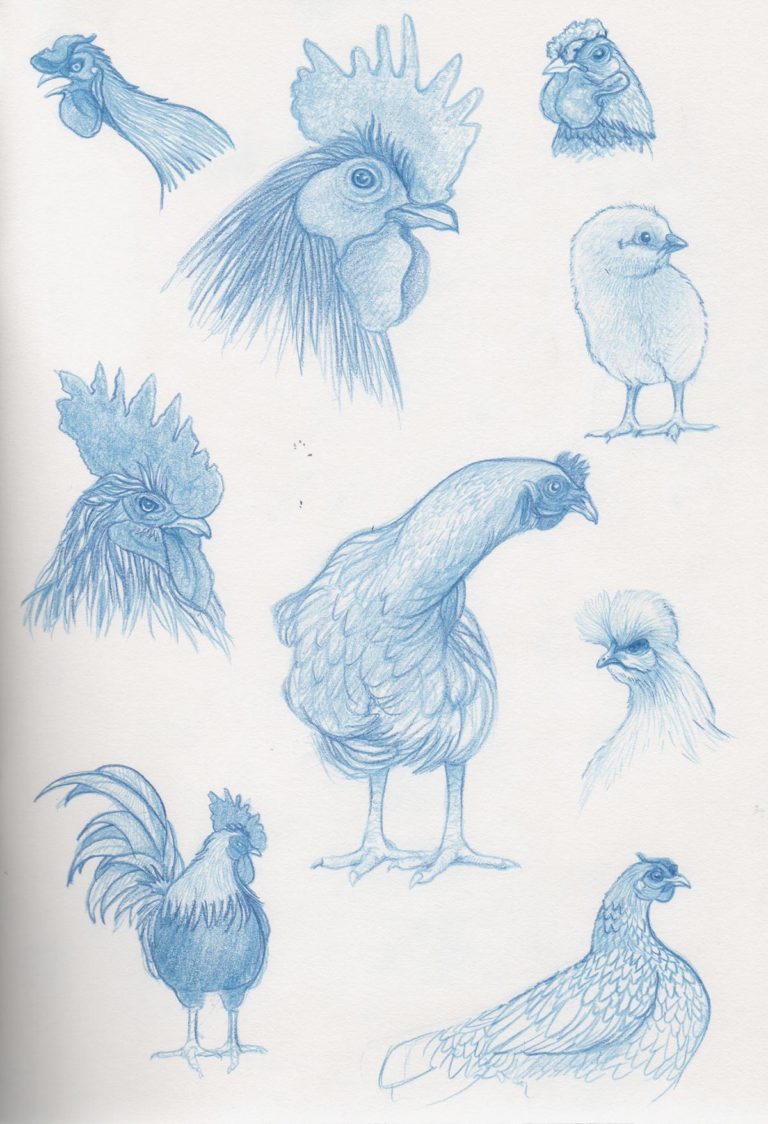 Chicken Drawing Reference and Sketches for Artists