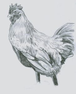 Chicken Drawing Reference and Sketches for Artists