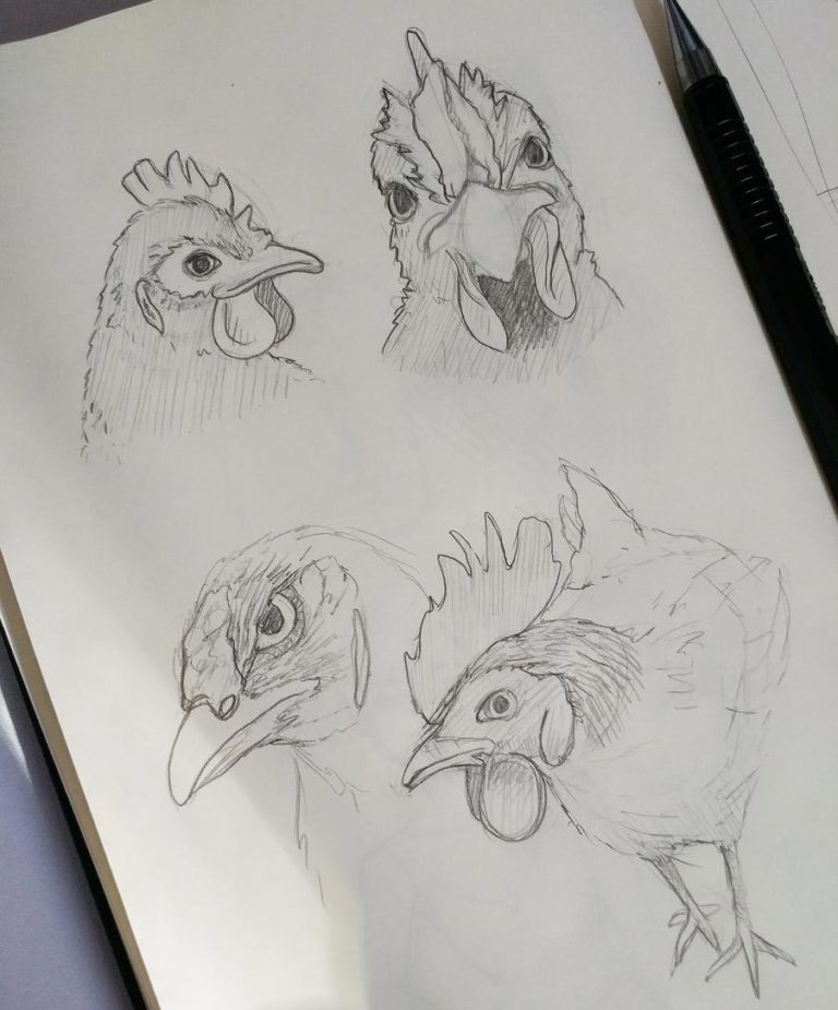 Chicken Drawing Reference and Sketches for Artists