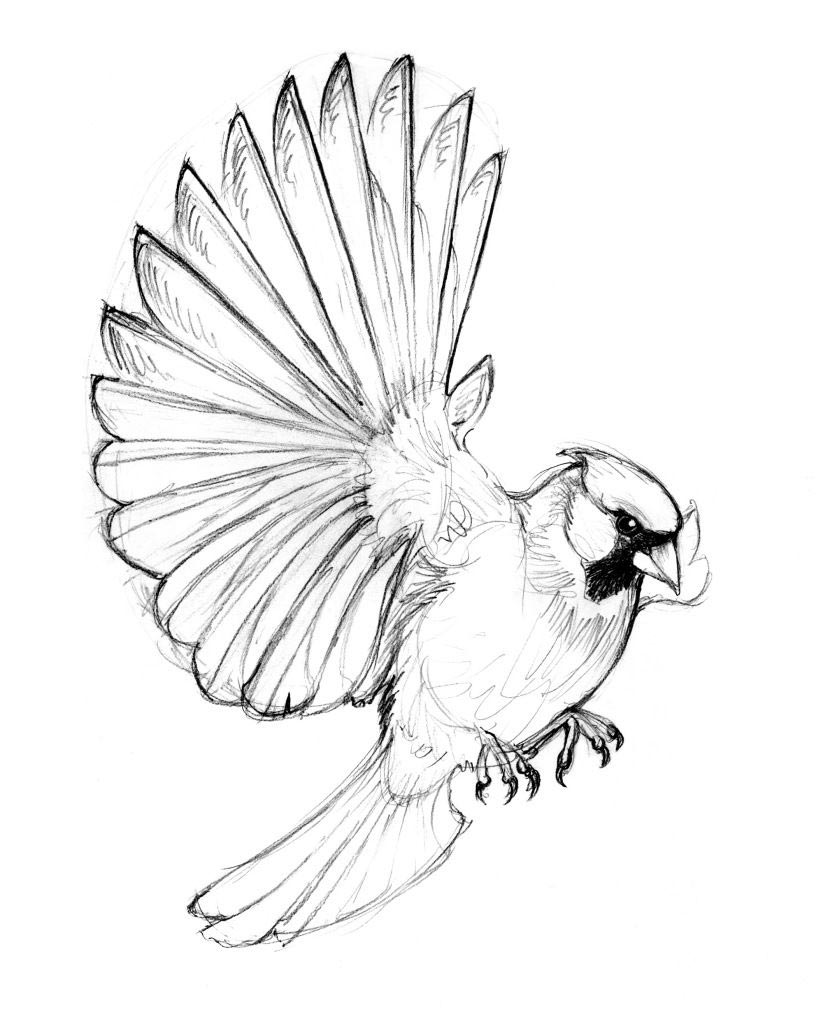Cardinal Drawing Reference And Sketches For Artists