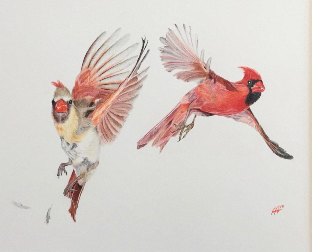 Cardinal Drawing Reference and Sketches for Artists