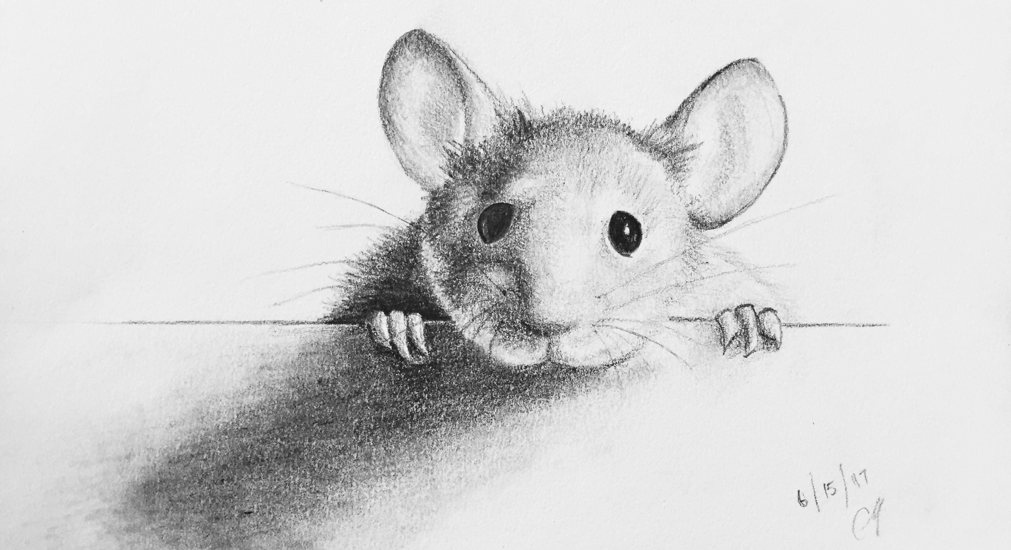 Mouse Drawing Reference and Sketches for Artists