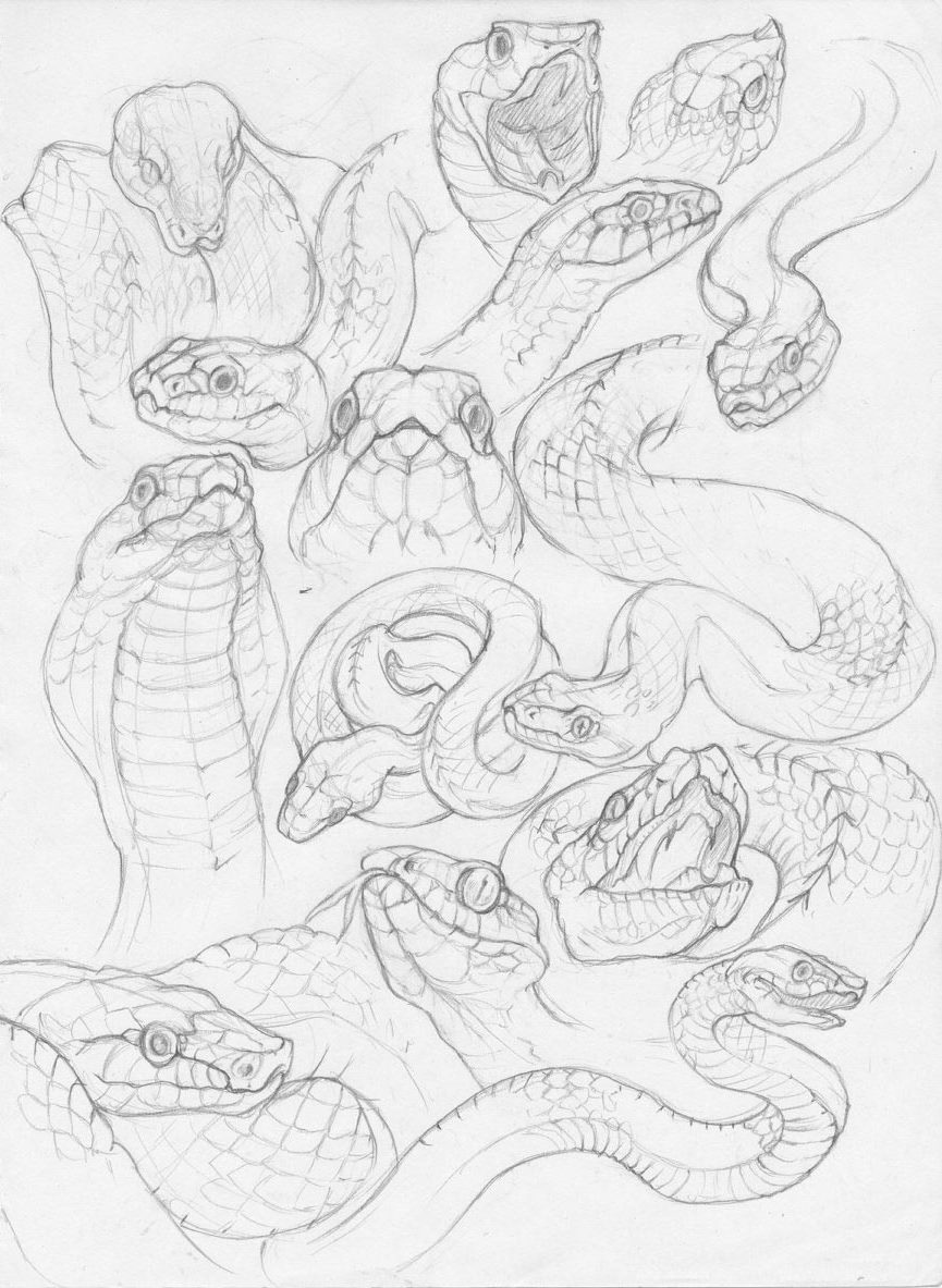 Snake Drawing Reference and Sketches for Artists