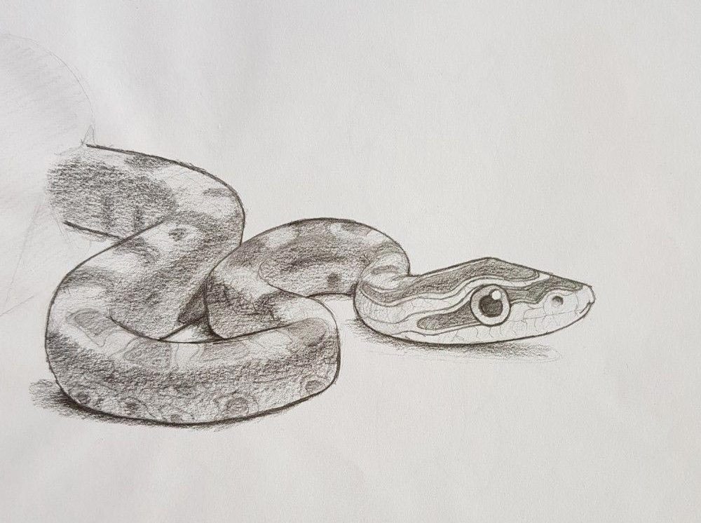 Snake Drawing Reference and Sketches for Artists