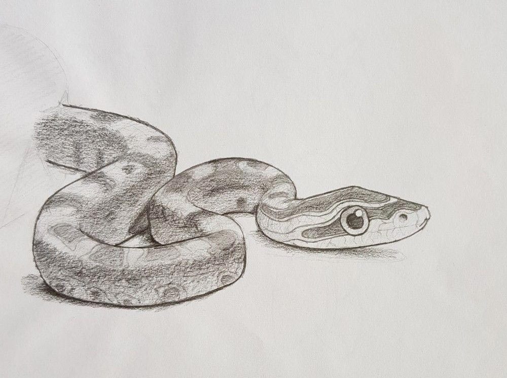 Kayla Woods - Little Whip Snake (Parasuta Flagellum)