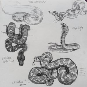Snake Drawing Reference and Sketches for Artists