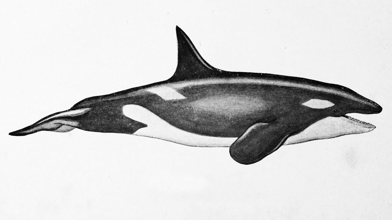 Orca (Killer whale) Drawing Reference and Sketches for Artists