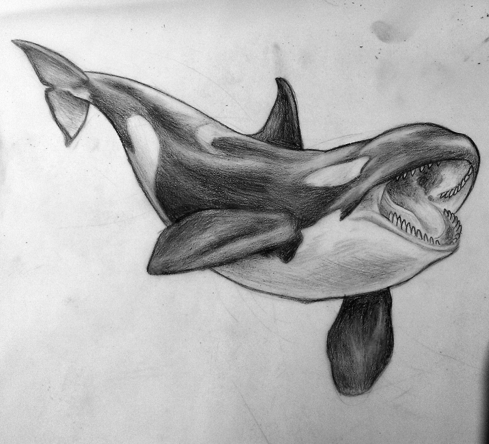 orca drawing