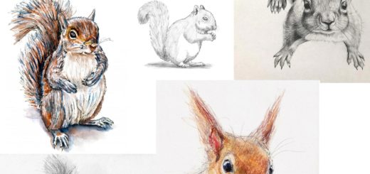 Squirrel drawing reference