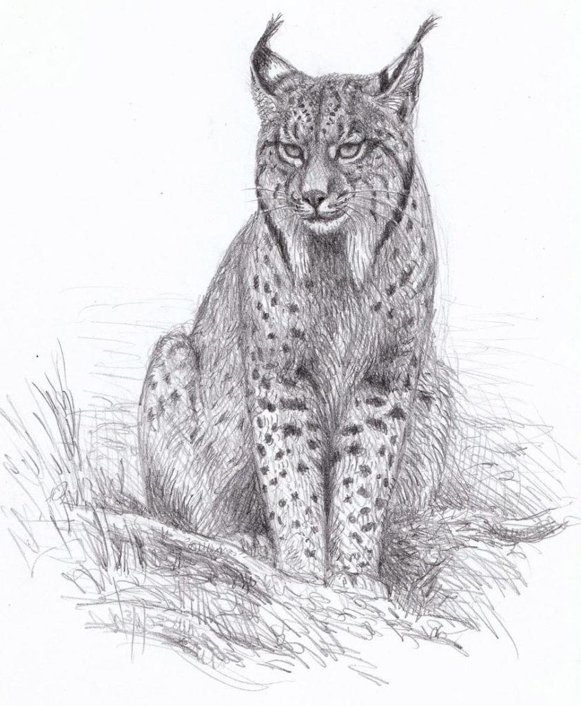 Lynx Drawing Reference and Sketches for Artists