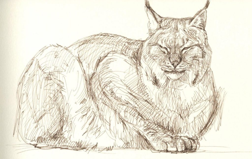 Lynx Drawing Reference And Sketches For Artists