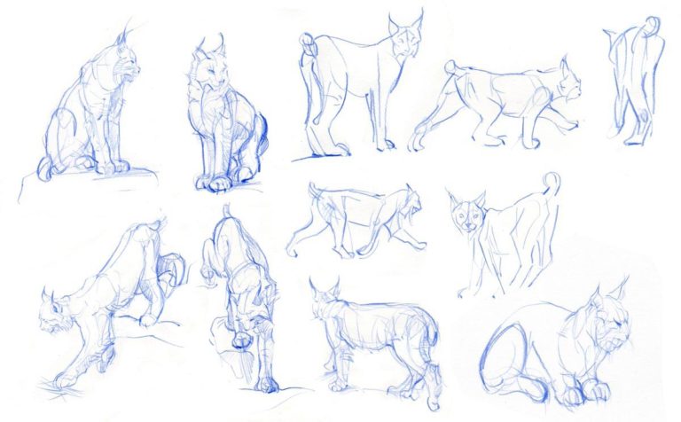 Lynx Drawing Reference And Sketches For Artists