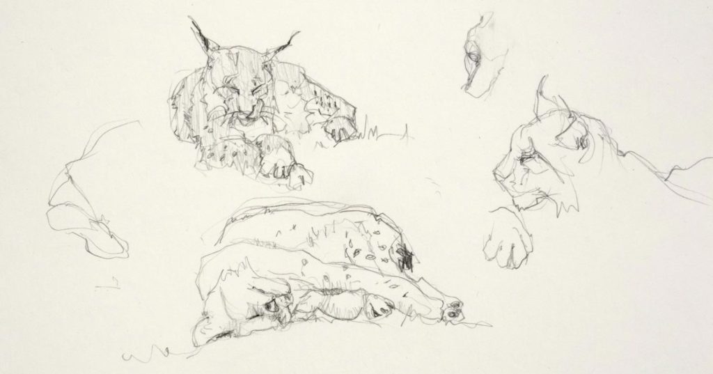 Lynx Drawing Reference and Sketches for Artists