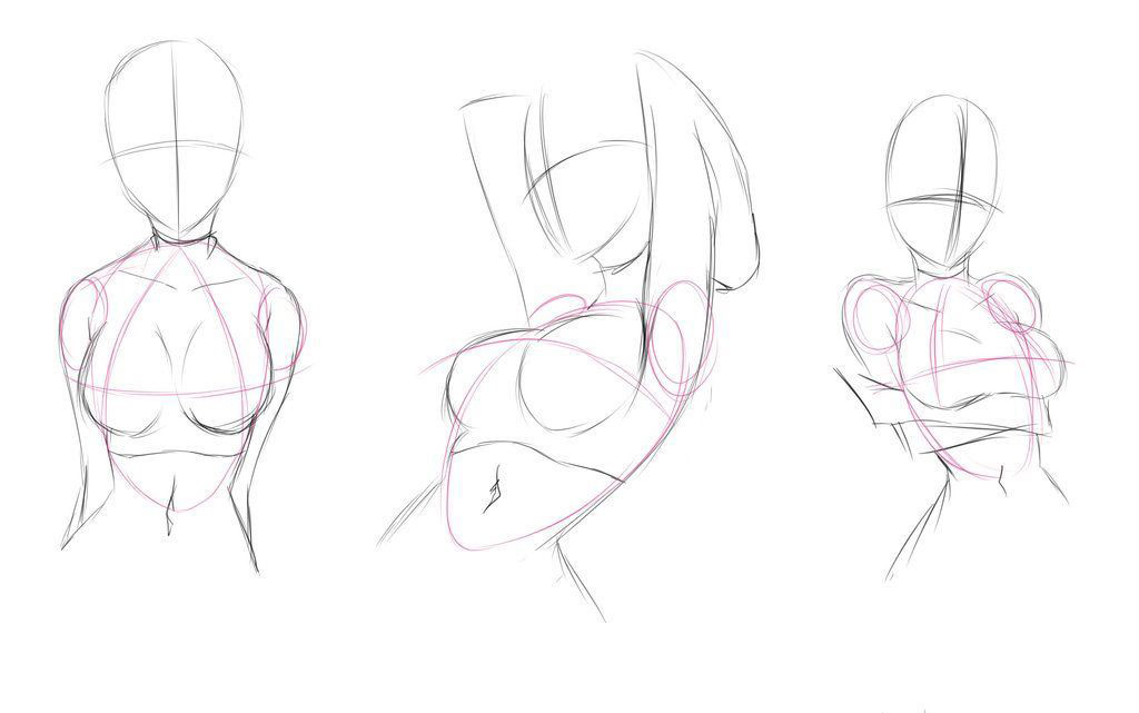 Female torso drawing reference