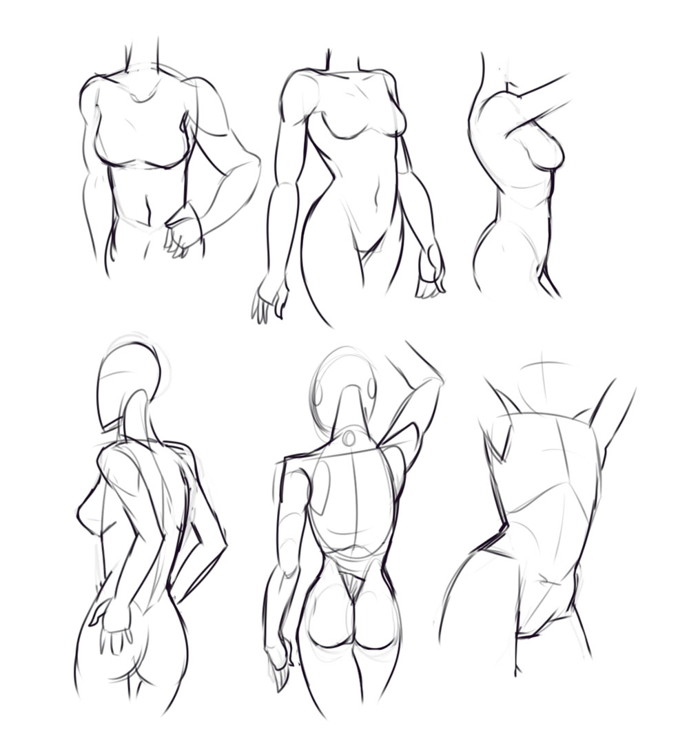 Female torso drawing reference.