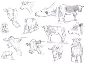 cow figure drawing