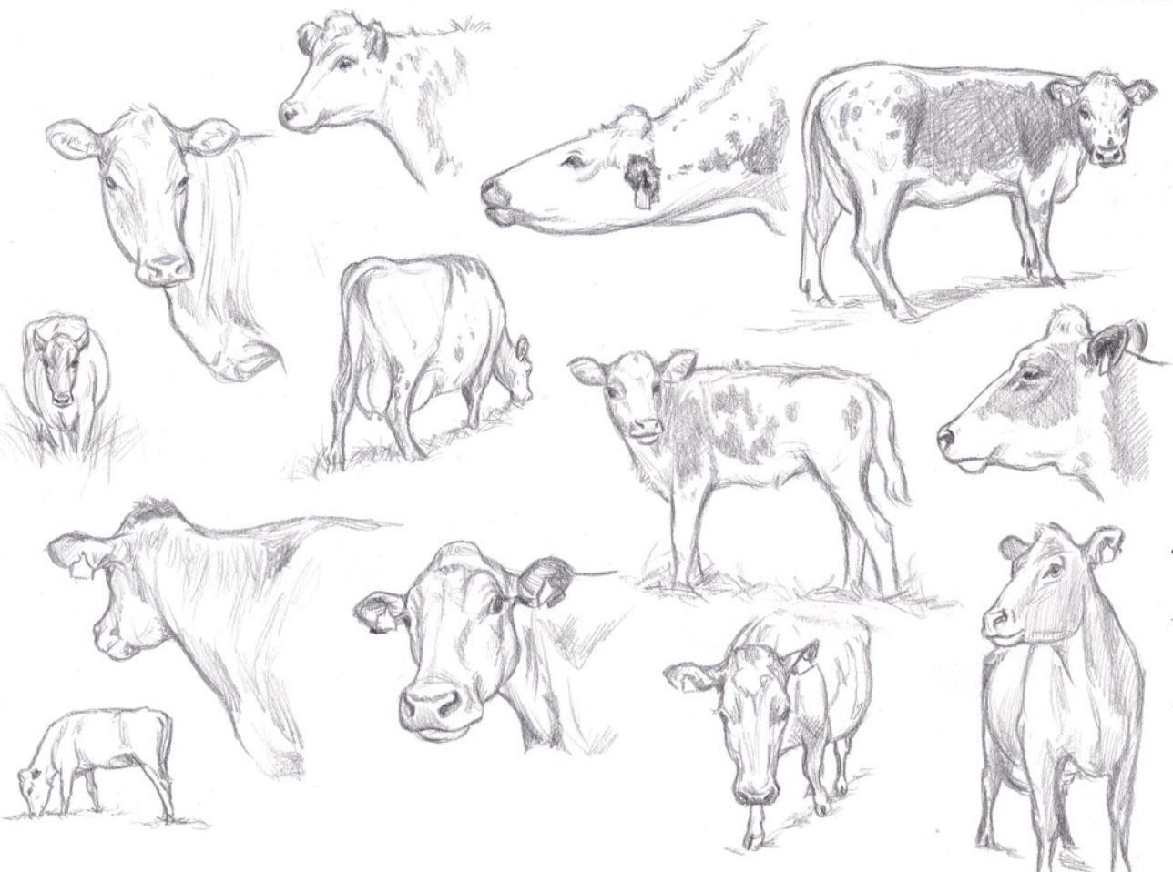 Cow drawing reference