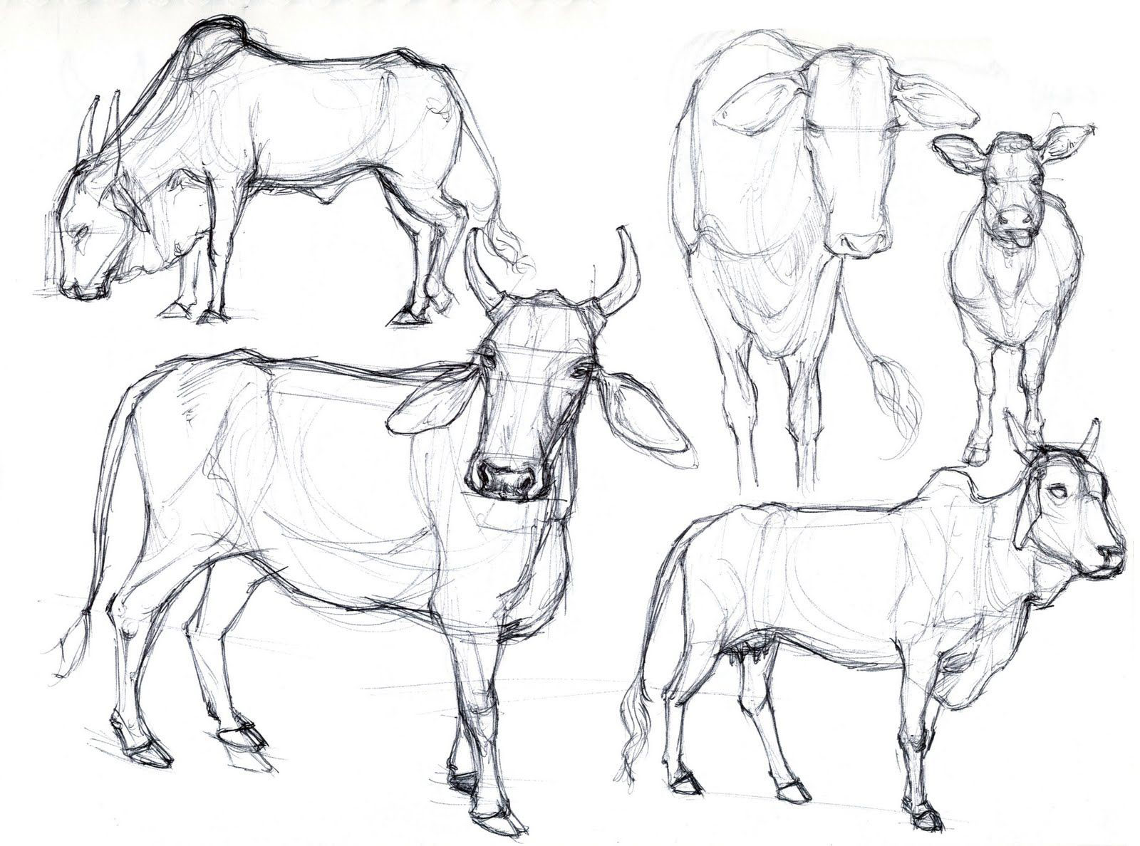 Cow drawing reference