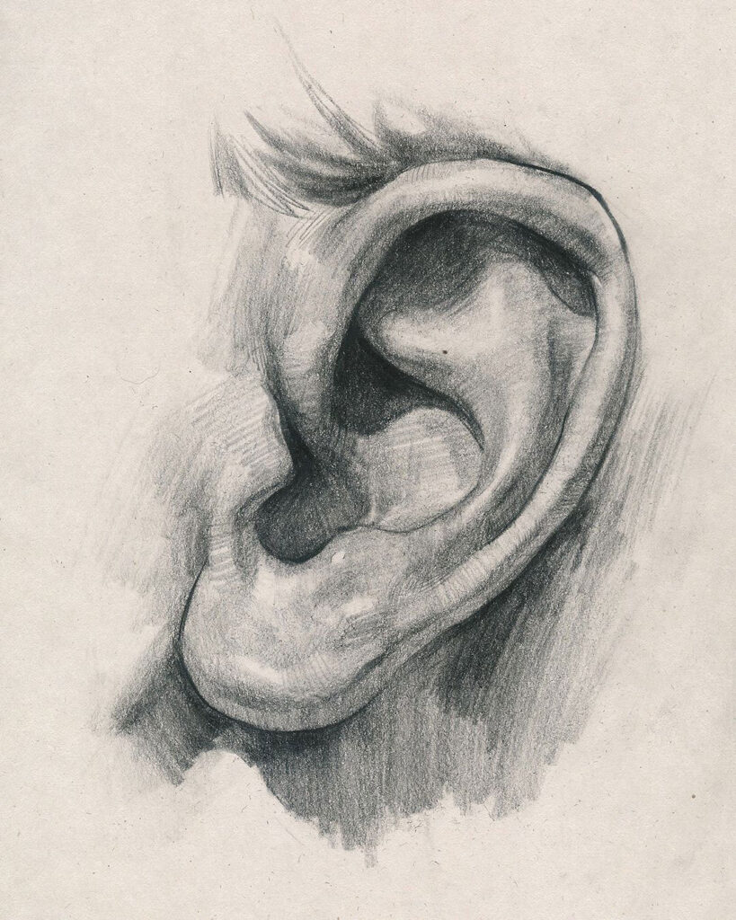 Ear Drawing Reference and Sketches for Artists